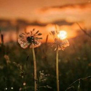 Nitta AsifatunNisha profile icon