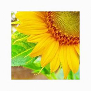 Mentari Nurinda profile icon