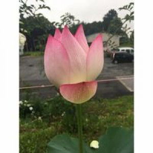 Atria Agustina profile icon