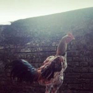 Kandang Kontrak profile icon