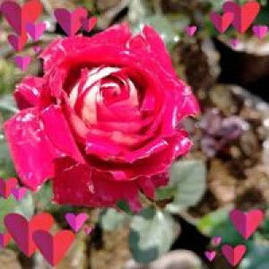 Mawar Merah profile icon