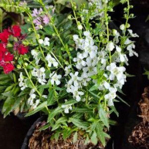 BIBIT GROSIR MURAH BISA SISTEM BAYAR DI TEMPAT profile icon