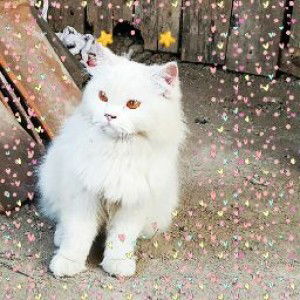 Ina Herlina profile icon