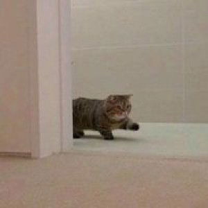 Nurul Farina profile icon