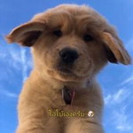 Watit Pinnoy profile icon