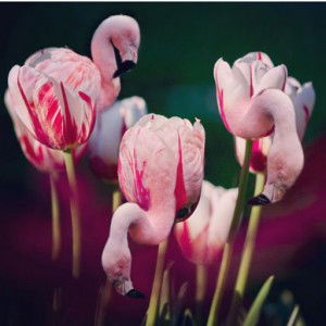 Hanna Abbas profile icon