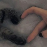 Laila elhaura profile icon