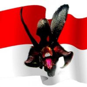 Nana Orchid profile icon