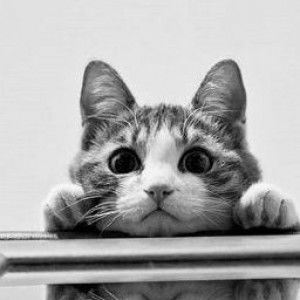 Ayra Alkhaerah profile icon