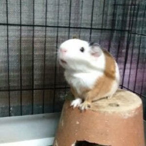 Setsuna F.Seie profile icon