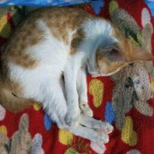 syarifah sabir profile icon