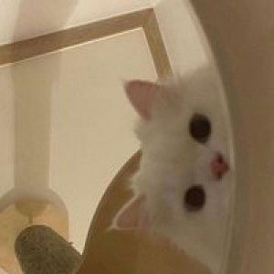 Piyachat Ploiyim profile icon