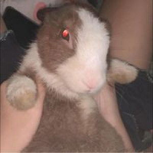 Ing On Smei MaLi profile icon