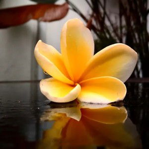 Ulinnuha Faza profile icon