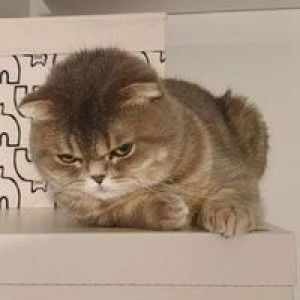 น้อง'งง หญิง'งง profile icon