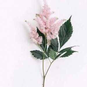 triwidya yanti profile icon