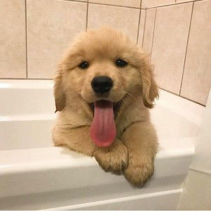 Lyan Delos Reyes profile icon