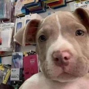 Som-o Mingkwan profile icon