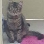 Roshima Maderisa profile icon