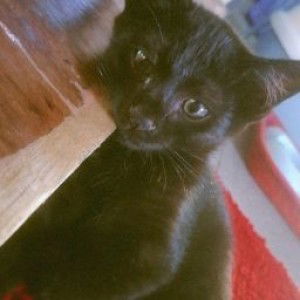 Bainun Halim profile icon