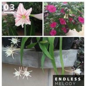 Dimas Alfa profile icon