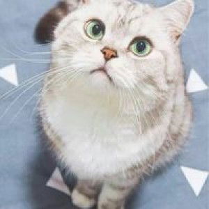 Sinta Darwis profile icon