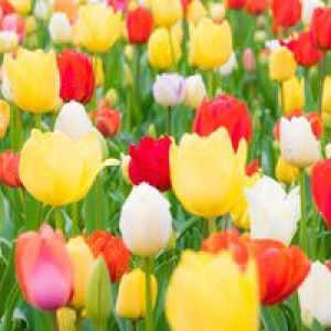 Eden Agbon Ong profile icon