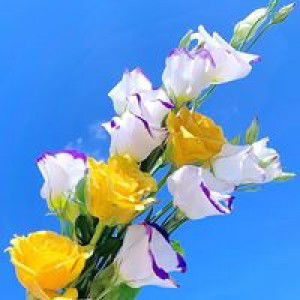 Juliani profile icon