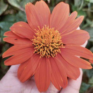 sri wahyuni profile icon