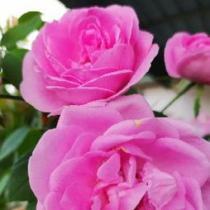 Jannah Nazira profile icon