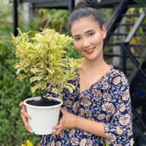 Sunisa Wangsuk profile icon