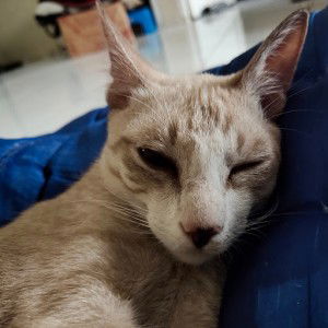 inong Hayati_ profile icon