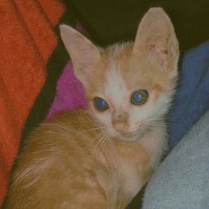 Miyu 1108 profile icon