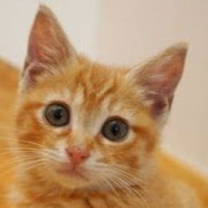 Tiara Abdullah profile icon