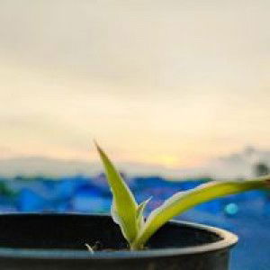 Nurainee Dokhor profile icon