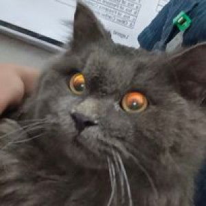 Singko Dos profile icon