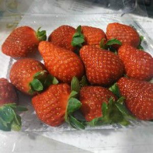 Balqis Yahya profile icon