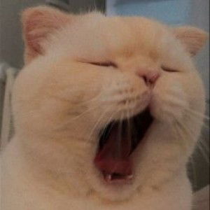 kachrin b. profile icon