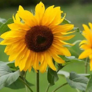 Dini Aprilia profile icon