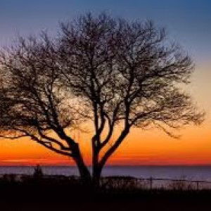 Angel A.J profile icon