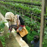 NUR NASUHA profile icon