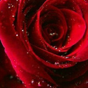 ana roseva profile icon