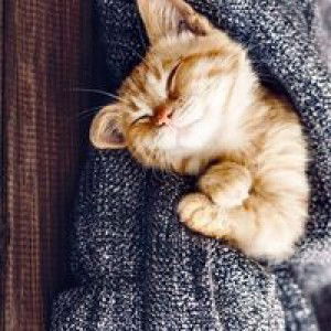 Enykumalasari profile icon