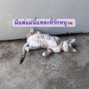 ชลธิชา โพธิ์ศรี profile icon