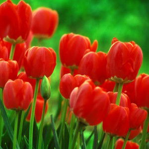 nihas zaty profile icon