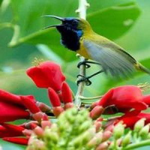 Renaldi profile icon