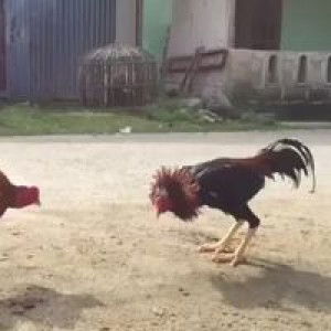 Vahmy Meller profile icon