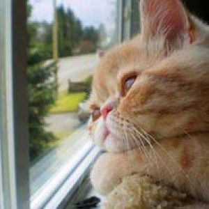 Sofia Anggun Utari profile icon