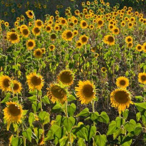 cik nurul profile icon