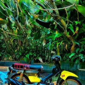 Willyam Dwi Sanjaya profile icon